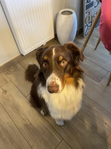 Education canine - Well Dog - photo 3