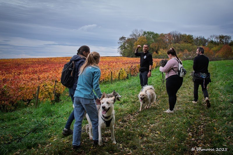 Passion chiens - Educateur canin - photo 2