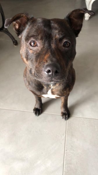 Passion chiens - Educateur canin - photo 3