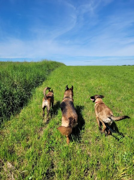 Dogs and Co 01 - photo 1