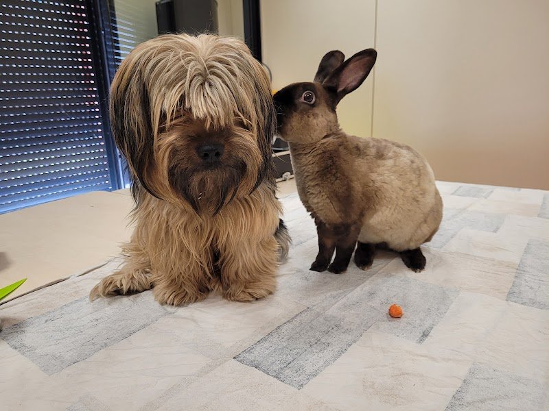 Dogs and Co 01 - photo 2