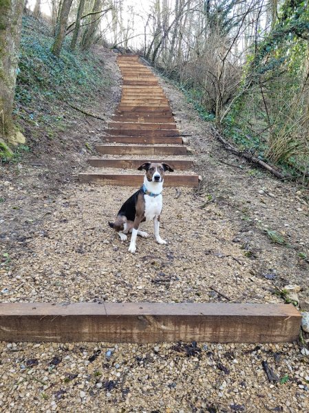 Dogs and Co 01 - photo 3