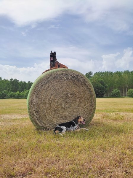 Cohérence canine - Educateur Canin - photo 1