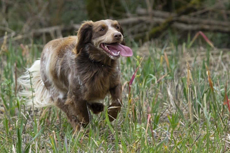 Cohérence canine - Educateur Canin - photo 3