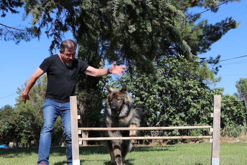 PASCAL Educateur canin - Comportementaliste à domicile sur rayon de 60 Km autour de Bourg en Bresse. - photo 2