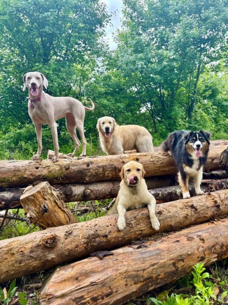 Marika Dog Sitter - photo 3