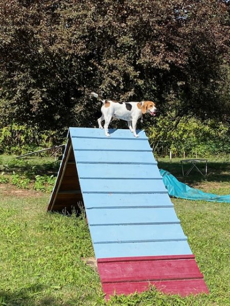 chien et vous - photo 3