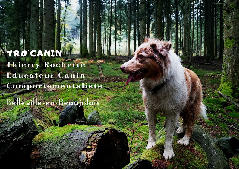 TRO'Canin, Éducateur Canin, comportementaliste, Thierry Rochette - photo 1