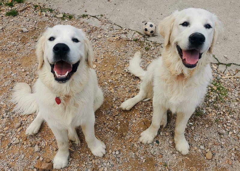 TRO'Canin, Éducateur Canin, comportementaliste, Thierry Rochette - photo 2