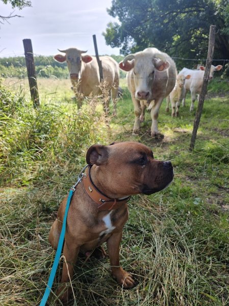 TRO'Canin, Éducateur Canin, comportementaliste, Thierry Rochette - photo 3