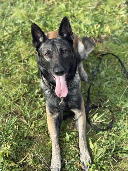 CaniSerenity - Éducation canine & Petsitting Est lyonnais - photo 2