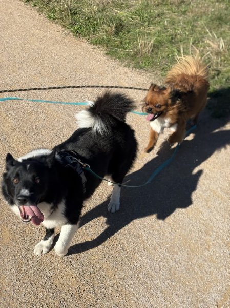 CaniSerenity - Éducation canine & Petsitting Est lyonnais - photo 3