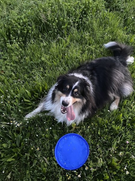 Du Vent Dans Les Pattes éducateur canin - photo 1