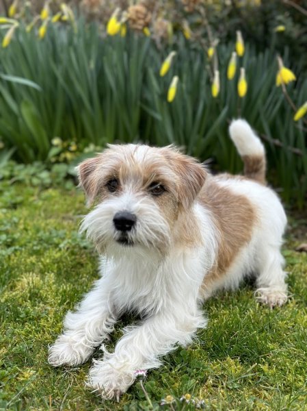 Du Vent Dans Les Pattes éducateur canin - photo 2
