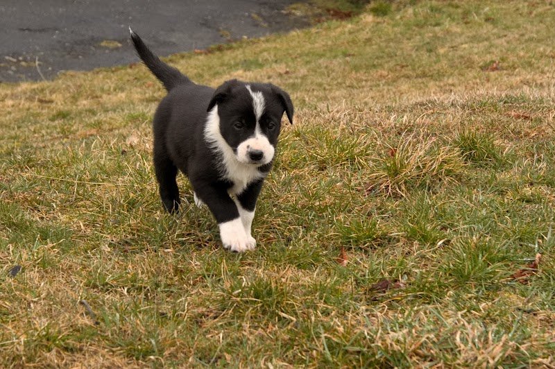 Du Vent Dans Les Pattes éducateur canin - photo 3