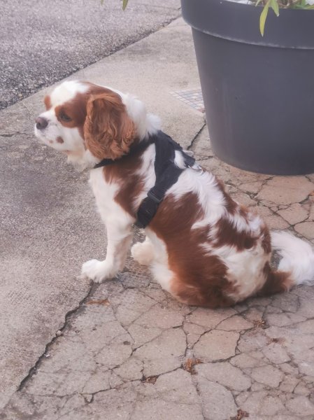 Pension canine du Bugey "Les Chiens Heureux" – Jacquet Lionel - photo 1