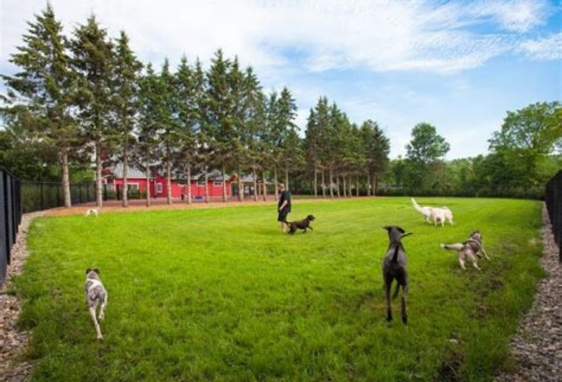 Pension canine du Bugey "Les Chiens Heureux" – Jacquet Lionel - photo 2