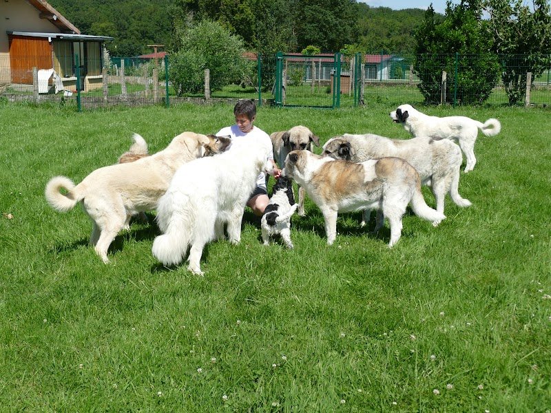 Glade's Light - Coach en éducation et comportement canin