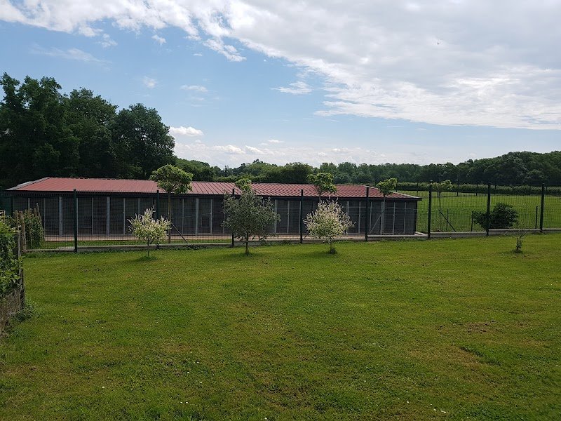 Glade's Light - Coach en éducation et comportement canin - photo 3