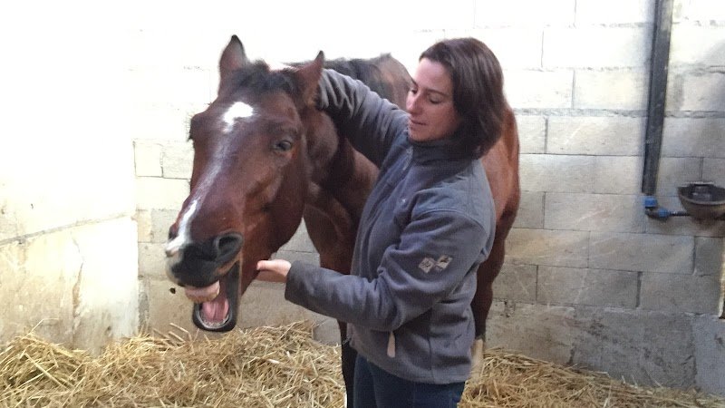 Les Crins d'Harmonie - Virginie Varagne - Shiatsu Equin, Humain et Canin