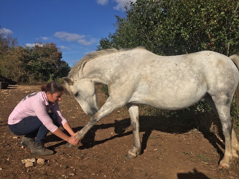 Les Crins d'Harmonie - Virginie Varagne - Shiatsu Equin, Humain et Canin - photo 3