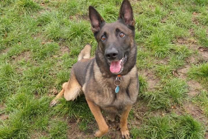 Pension de la Bresse (pension Canine)