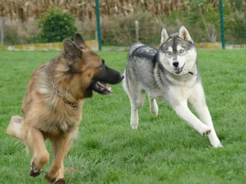 Pension de la Bresse (pension Canine) - photo 2