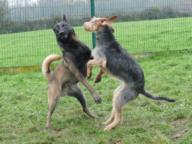 Pension de la Bresse (pension Canine) - photo 3
