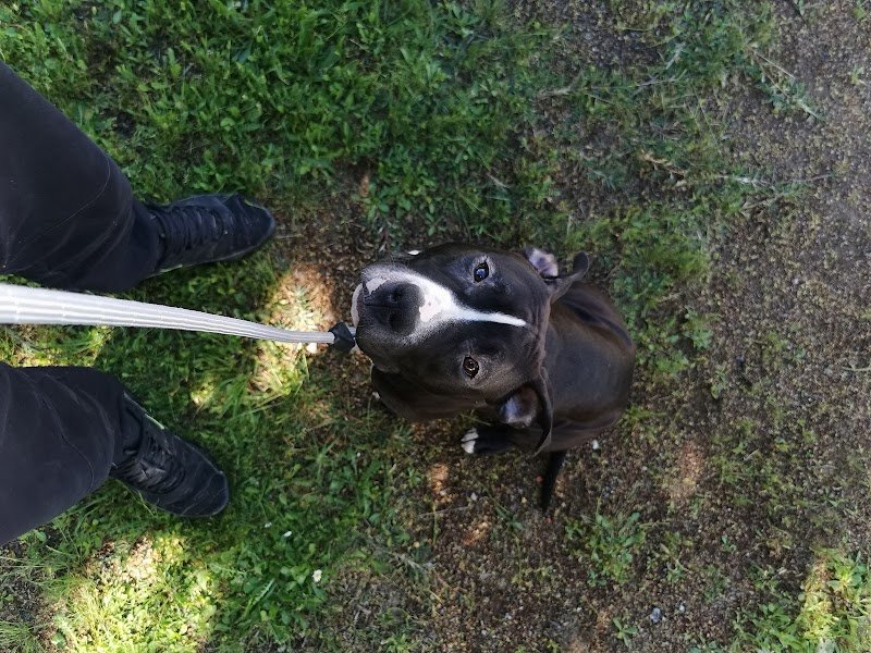 Edu'Canine - photo 2