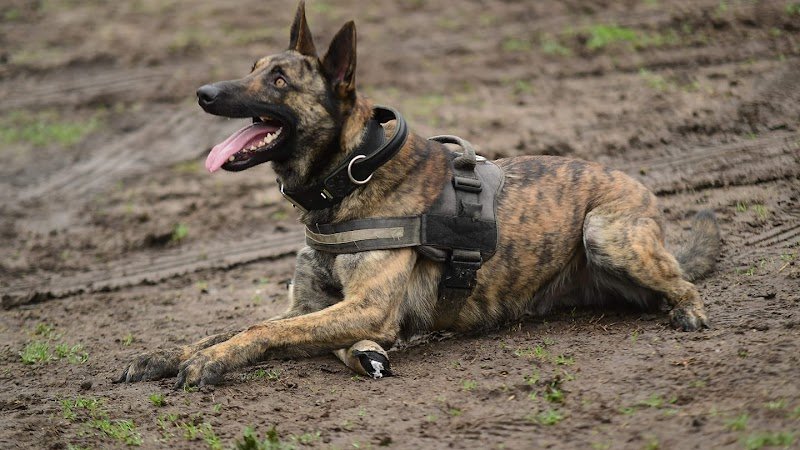 Edu'Canine - photo 3