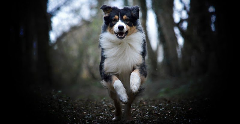 Dog Spirit - photo 1