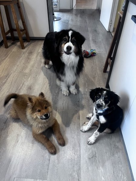 Chris et Compagnie Éducateur canin comportementaliste