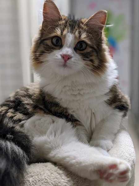 Chris et Compagnie Éducateur canin comportementaliste - photo 2