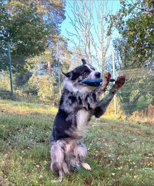 Chris et Compagnie Éducateur canin comportementaliste - photo 3