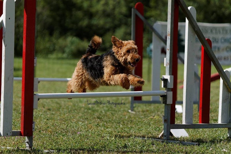 ASSOCIATION CANINE JURA SUD - photo 3
