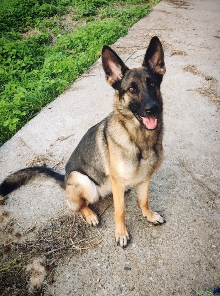 Dog's Family - Éducation et rééducation canine - photo 3