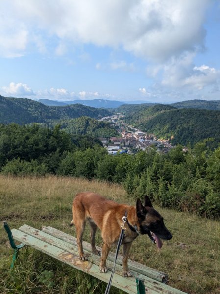 Nicolas Perney Éducateur Canin - Pension - Balade - photo 2