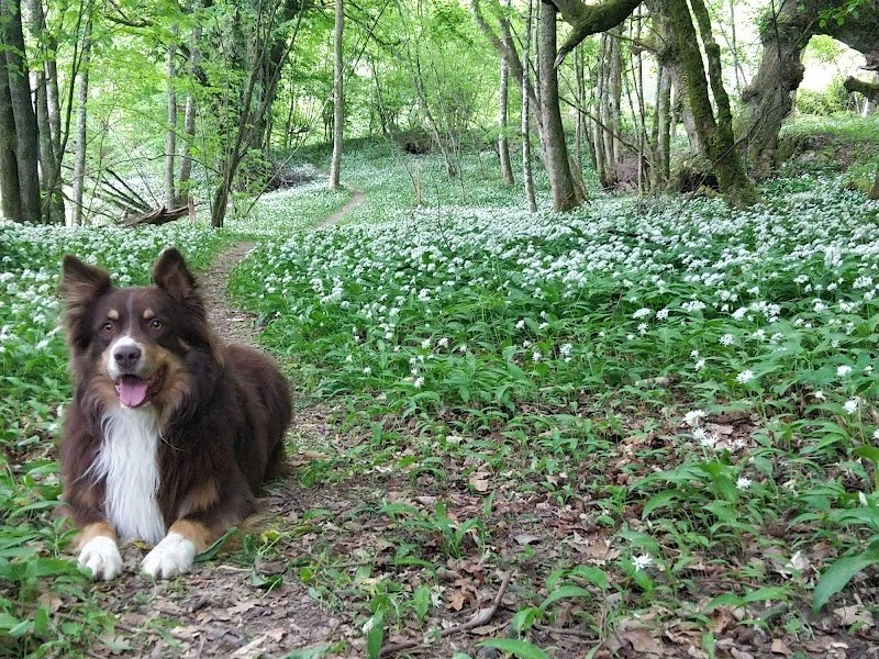 Uni vers Animal, Éducateur canin, Coach comportementaliste animalier et Communication animal. Sébastien MATHIEU - photo 3