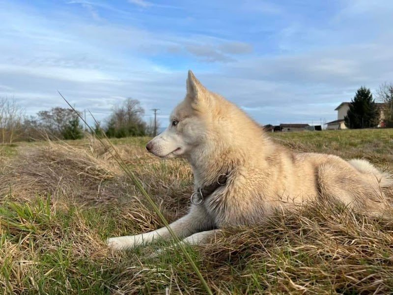 Peuple Canin - Pension canine familiale & Éducation canine
