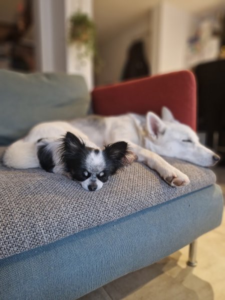 Peuple Canin - Pension canine familiale & Éducation canine - photo 2