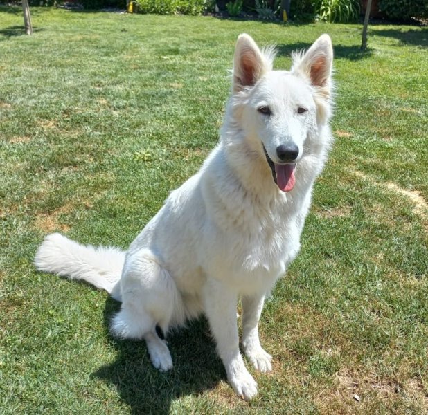 Peuple Canin - Pension canine familiale & Éducation canine - photo 3