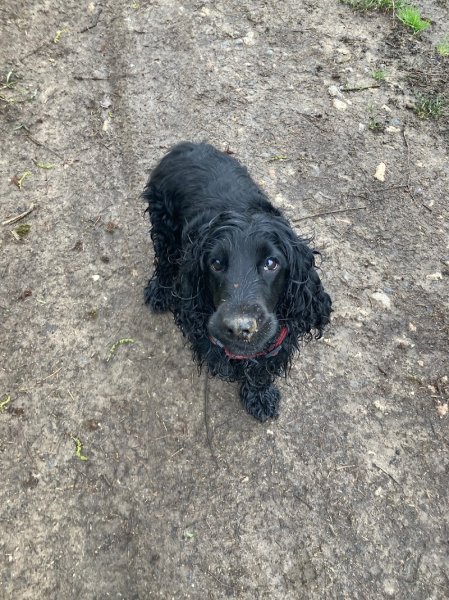 CaniSco Éducation canine - photo 2