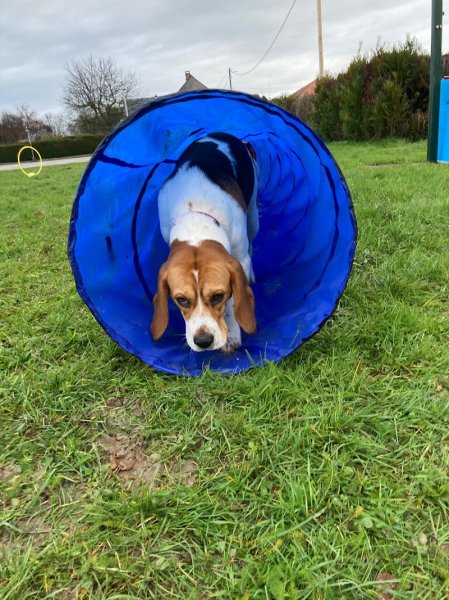 CaniSco Éducation canine - photo 3