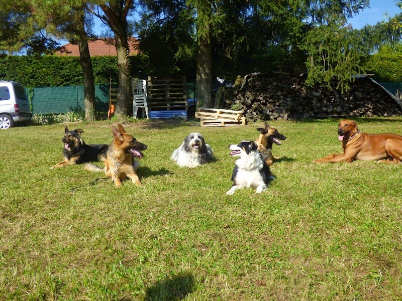 Annecy Dressage Canin - photo 1