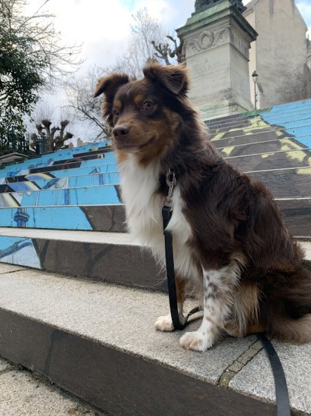 Annecy Dressage Canin - photo 2