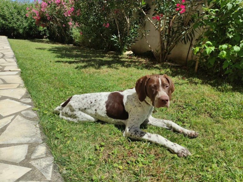 Annecy Dressage Canin - photo 3