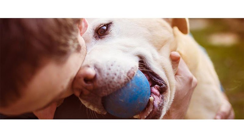 ASSOCIATION CANINE JURA SUD - photo 1