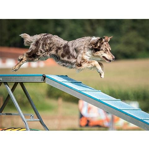 ASSOCIATION CANINE JURA SUD - photo 2