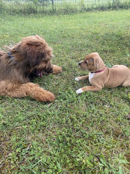 Club Canin du Val de Bienne - photo 1