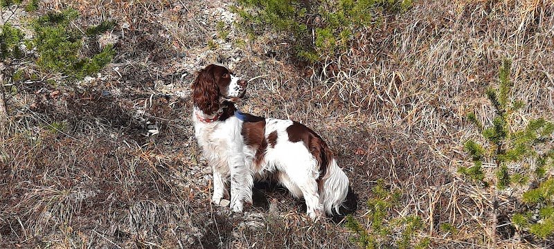 Club Canin du Val de Bienne - photo 3